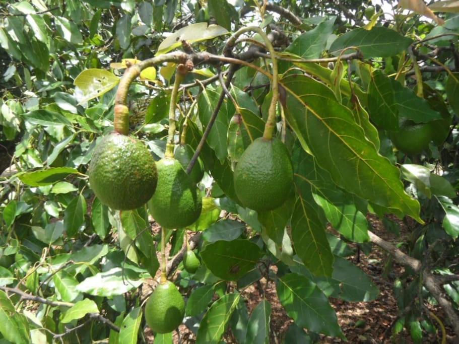 Moonya Avocado Farm Cottage - With Early Check-In Mount Tamborine Εξωτερικό φωτογραφία